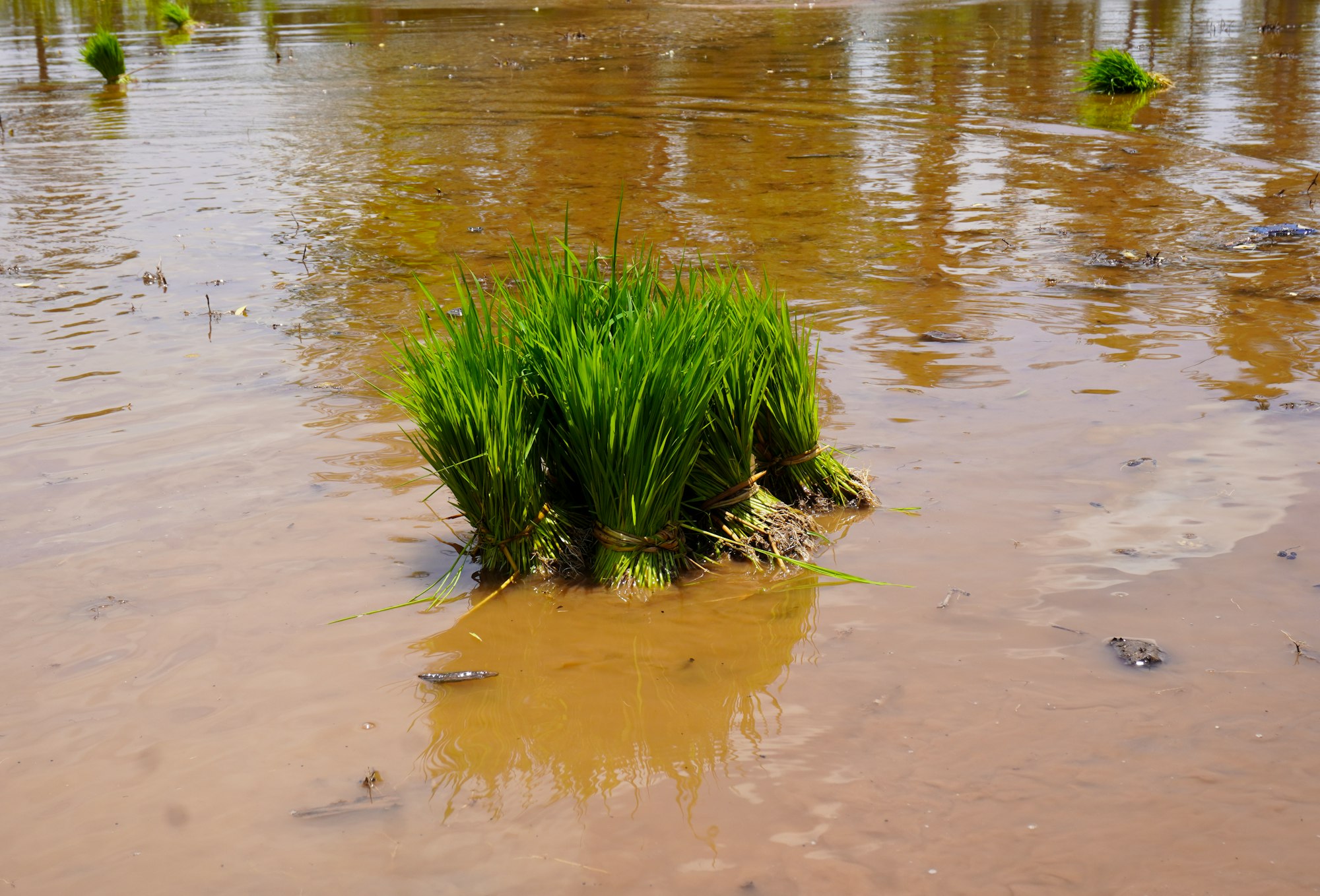 Standing water in a planted field: local conditions that matter to risk.