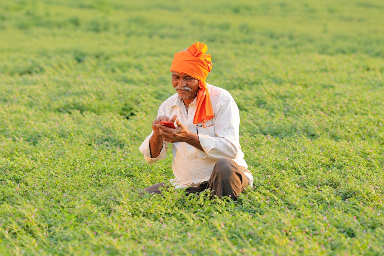 A farmer using a phone while sitting in a flowering crop field.