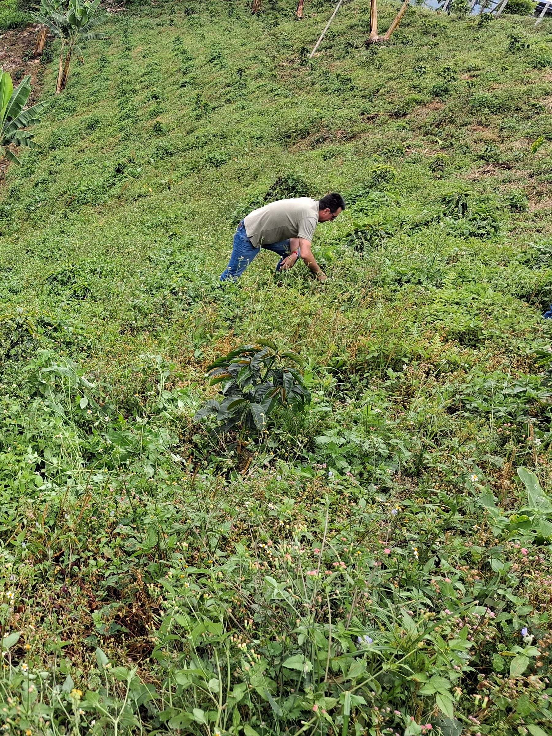 A farmer tending crops on a steep hillside farm.