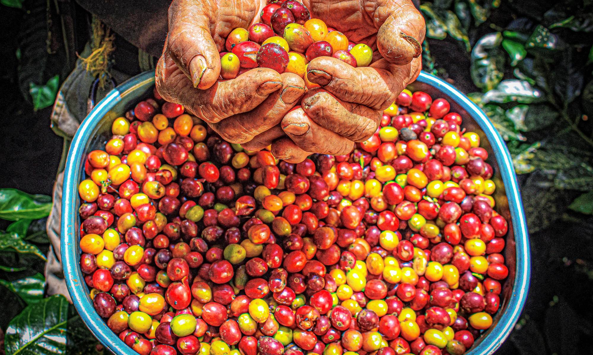 A grower’s hands holding ripe red and yellow coffee cherries over a full basin
