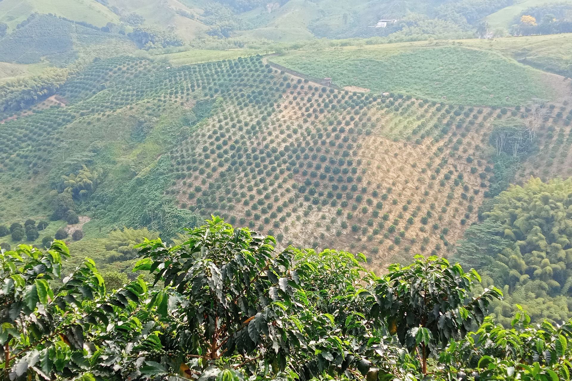 Coffee harvest on a participating farm.